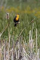 A yellow-headed blackbird in the National Bison Range