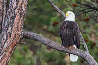A bald eagle in Montana's Wild Horse Island State Park.