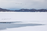 Canada geese on mostly frozen Flathead Lake, Montana, U.S.