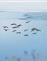 Canada geese on Flathead Lake, Montana, U.S.