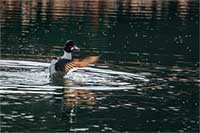 An excited goldeneye splashes on a small western Montana lake