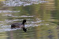 An American coot on a small western Montana lake