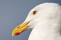 Herring gull portrait, Cannon Beach, OR, U.S.