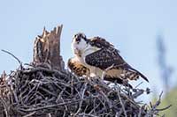 A female osprey screams for its mate, Yellowstone National Park, Wyoming, U.S.