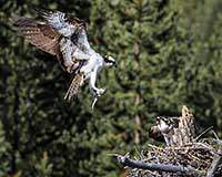 A male osprey brings a fish to his mate, Yellowstone National Park, Wyoming, U.S.