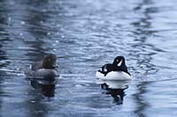 A pair of Barrow's goldeneye on Lewis Lake in the southern end of Yellowstone National Park, WY, U.S.
