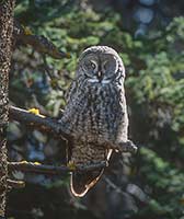 Great gray owl, Yellowstone National Park, Wyoming, U.S.