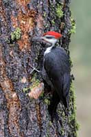 Piliated woodpecker male, N.W. Montana, U.S.
