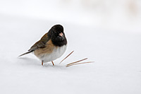 A female dark-eyed junco after an early April snowstorm, Montana, U.S.