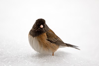 A female dark-eyed junco after an early April snowstorm, Montana, U.S.