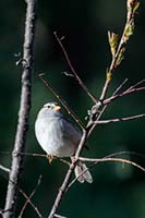 A white-crowned sparrow in morning sun, Montana, U.S.
