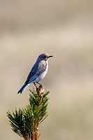 A mountain bluebird on a pine, Montana, U.S.