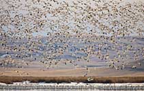 Snow geese over Freezout Lake, Choteau, MT, U.S.