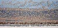 Snow geese over Freezout Lake, Choteau, MT, U.S.