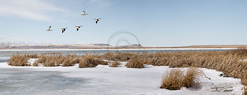 Thousands of snow geese on Freezout Lake, Choteau, MT, U.S.