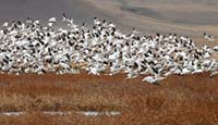 Snow geese launch from Freezout Lake, Montana, U.S.