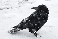 Raven in blizzard, Yellowstone National Park, Wyoming, U.S.