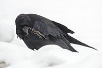 Raven in snow, Yellowstone National Park, Wyoming, U.S.