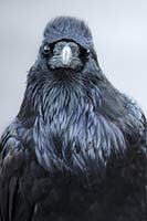 Raven in Yellowstone National Park, Wyoming, U.S.