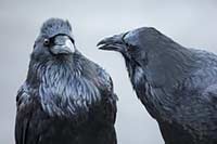 Raven pair, Yellowstone National Park, Wyoming, U.S.
