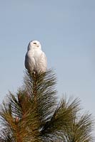 Snowy owl atop Ponderosa pine, Montana, U.S., 2012