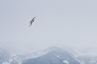 Snowy owl over Mission Mountains, Montana, U.S., 2012
