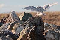 Snowy owls on boulders, Montana, U.S., 2012