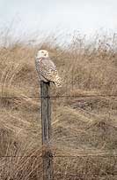 Snowy owl on fencepost, Montana, U.S., 2012