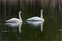 A pair of trumpeter swans in morning light on a local Lake, Montana, U.S.