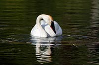 A trumpeter swan dabbles on a small local lake in the spring of 2019, Montana, U.S.