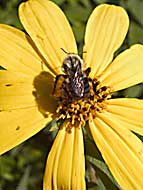 Honey bee, Cuyahoga Valley N.P. Ohio, U.S.