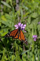 Monarch butterfly on Dame's Rocket, Wind Cave National Park, South Dakota, U.S.