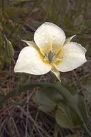 Mariposa lily, 'cat's ears'
