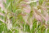 Foxtail grass after a brief shower, Badlands N.P., South Dakota.