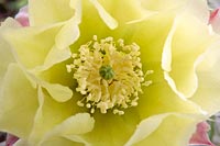 Prickly pear blossom