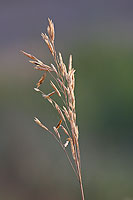 Sunlit grass, evening, Montana, U.S.