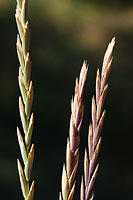 Color in grass seed-head in September