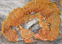 Gold-orange lichen on sandstone in Theodore Roosevelt National Park, North Dakota, U.S.