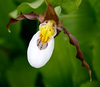 Mountain Lady's Slippers