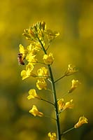 A honey bee on rapeseed (canola) on a brilliant sunny morning, western Montana, U.S.