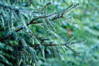 Spruce branch on a rainy day