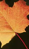 Maple leaf, autumn 2002, N.E. Ohio
