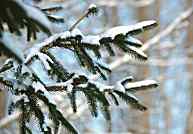 Spruce branch on a snowy day