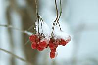Viburnum berries in snow