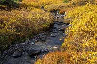 Fall color on Logan Creek in Glacier National Park, Montana, U.S.