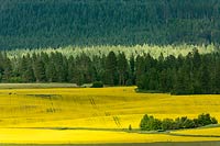 Canola field and Mission Mountains