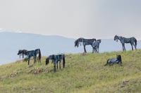 Bleu Horses, Trident, Montana, U.S.
