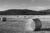 Hay in the round near sunrise, Kalispell, Montana, U.S.