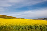 A rapeseed field under blue sky, western, Montana, US