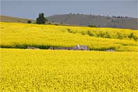 A rapeseed (canola) field with a rock outcrop